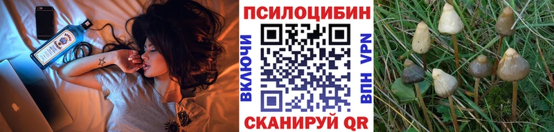 Псилоцибиновые грибы Psilocybe  Прокопьевск 